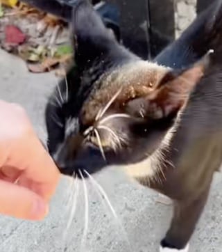 Illustration de l'article : « Il semble très sociable et amical » : ce chaton errant charme sa sauveuse lors d’un trajet en taxi inattendu (vidéo)