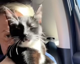 Illustration de l'article : « Il semble très sociable et amical » : ce chaton errant charme sa sauveuse lors d’un trajet en taxi inattendu (vidéo)