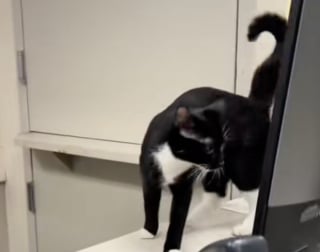Illustration de l'article : « Il semble très sociable et amical » : ce chaton errant charme sa sauveuse lors d’un trajet en taxi inattendu (vidéo)