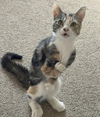 Illustration de l'article : Cette chatte se déplaçant comme un kangourou en raison de son handicap échappe à l'euthanasie et découvre l'amour (vidéo)