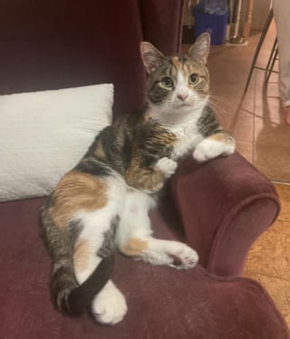Illustration de l'article : Cette chatte se déplaçant comme un kangourou en raison de son handicap échappe à l'euthanasie et découvre l'amour (vidéo)