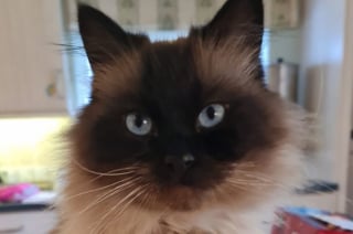 Illustration de l'article : Pour sauver la vie de leur chat victime de nombreux probl&egrave;mes de sant&eacute;, ces humains n&rsquo;ont pas h&eacute;sit&eacute; &agrave; liquider toutes leurs &eacute;conomies