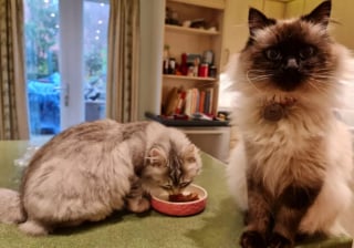 Illustration de l'article : Pour sauver la vie de leur chat victime de nombreux probl&egrave;mes de sant&eacute;, ces humains n&rsquo;ont pas h&eacute;sit&eacute; &agrave; liquider toutes leurs &eacute;conomies