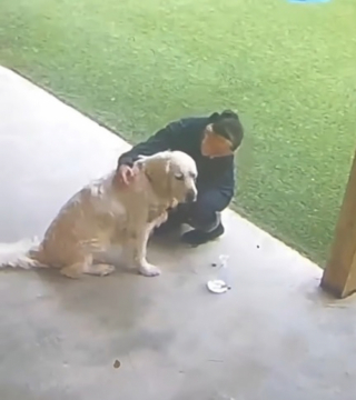 Illustration de l'article : Seul et tête basse au milieu de la cour, ce Golden Retriever attend désespérément que sa maîtresse en retard vienne le rechercher à la pension (vidéo)