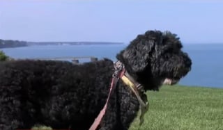 Illustration de l'article : Pour sauver un chien sourd de 15 ans disparu au bord d'un lac, un pilote de drone déterminé brave l'obscurité et un ravin de 20 mètres