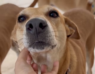 Illustration de l'article : Des propriétaires ouvrent leur porte à des chiens errants ayant vécu durant des mois sur le chantier de leur maison (vidéo)
