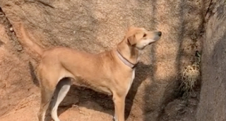 Illustration de l'article : Des propriétaires ouvrent leur porte à des chiens errants ayant vécu durant des mois sur le chantier de leur maison (vidéo)