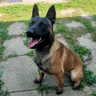 Illustration de l'article : Brutalisé et forcé à boire de l’alcool par son maître, ce Malinois tente désormais de se reconstruire après son sauvetage