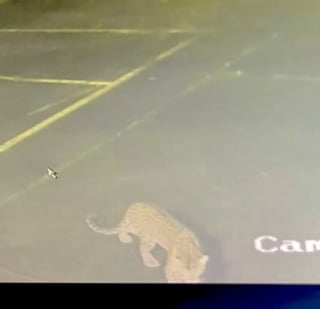 Illustration de l'article : Sous les yeux des habitants, un chien survit de justesse à l'attaque d'un léopard ayant fait irruption dans une résidence