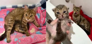 Illustration de l'article : Ayant accouché dans un bateau, une maman chat exceptionnelle reçoit l'aide dont elle et ses chatons ont besoin pour changer de vie