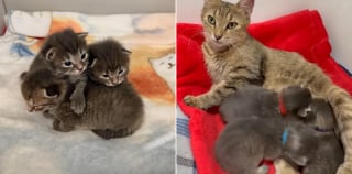 Illustration de l'article : Ayant accouché dans un bateau, une maman chat exceptionnelle reçoit l'aide dont elle et ses chatons ont besoin pour changer de vie