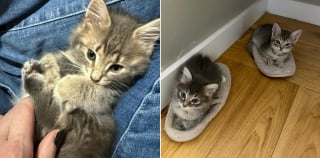 Illustration de l'article : Ayant accouché dans un bateau, une maman chat exceptionnelle reçoit l'aide dont elle et ses chatons ont besoin pour changer de vie