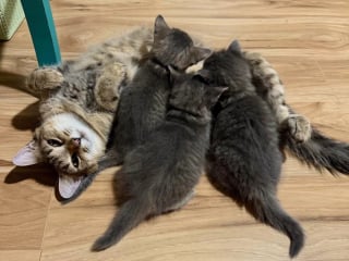 Illustration de l'article : Ayant accouché dans un bateau, une maman chat exceptionnelle reçoit l'aide dont elle et ses chatons ont besoin pour changer de vie