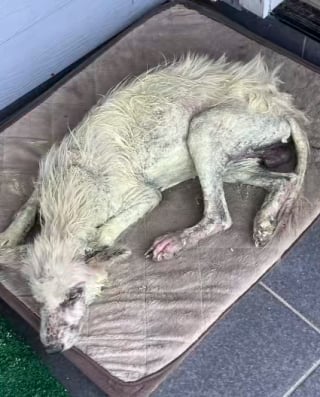 Illustration de l'article : Abandonné et malade, un chien atteint par la gale devient méconnaissable après avoir été recueilli par un enseignant bouleversé par son regard