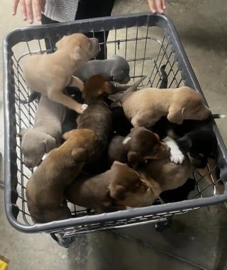 Illustration de l'article : Des bénévoles découvrent les chiots du refuge en liberté au petit matin, leur maman avait tout orchestré