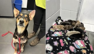 Illustration de l'article : Des bénévoles découvrent les chiots du refuge en liberté au petit matin, leur maman avait tout orchestré