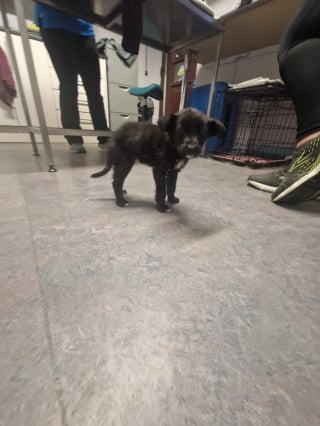 Illustration de l'article : "S’il vous plaît, faites que ça s’arrête", le cri du cœur après le sauvetage de 2 chiots rongés par les vers