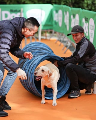 Illustration de l'article : Natura Dog Party, le plus grand parc de loisirs pour chiens à découvrir au salon Animal Expo – Animalis Show