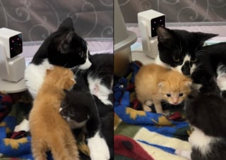 Illustration de l'article : Face à un chaton orphelin, une maman chat tout juste mise bas l'accueille comme l'un des siens (vidéo)
