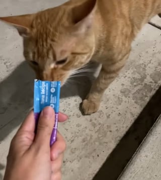 Illustration de l'article : Elle pensait nourrir un chat errant et découvre qu’il a une maison, voire plusieurs autres dans le quartier 