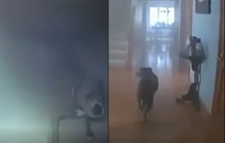 Illustration de l'article : Ce chien veut bien se laisser sauver d'un incendie, mais pas sans sa laisse qu'il indique au policier venu à son secours (vidéo)