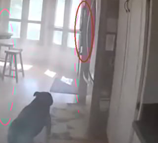 Illustration de l'article : Ce chien veut bien se laisser sauver d'un incendie, mais pas sans sa laisse qu'il indique au policier venu à son secours (vidéo)