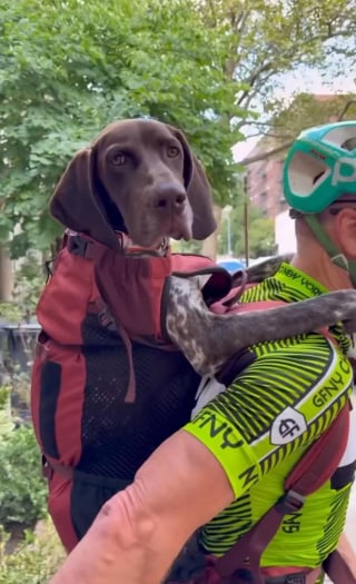 Illustration de l'article : Sa chienne souffrant d’angoisse de la séparation, son père trouve un moyen original d’y remédier grâce à des balades à vélo (vidéo)