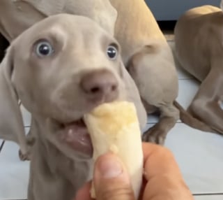 Illustration de l'article : Ce jeune chiot Braque de Weimar découvre la banane et transforme chaque bouchée en un moment unique (vidéo)