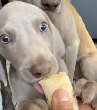 Illustration de l'article : Ce jeune chiot Braque de Weimar découvre la banane et transforme chaque bouchée en un moment unique (vidéo)