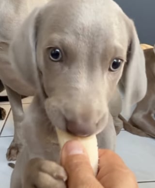 Illustration de l'article : Ce jeune chiot Braque de Weimar découvre la banane et transforme chaque bouchée en un moment unique (vidéo)