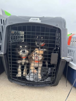 Illustration de l'article : Rescapés d'élevages intensifs et de la négligence, 27 chiens prennent leur envol vers une vie meilleure