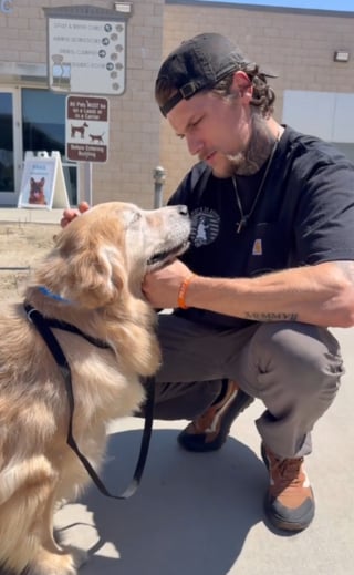 Illustration de l'article : Un ancien militaire brisé par l’abandon d’une chienne âgée sauve un autre chien senior dans la foulée