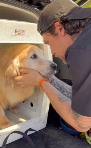 Illustration de l'article : Un ancien militaire brisé par l’abandon d’une chienne âgée sauve un autre chien senior dans la foulée