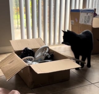 Illustration de l'article : Ce chat était inconsolable à cause d'un déménagement et de la solitude jusqu'à ce qu'un tout petit chaton entre dans sa vie (vidéo)