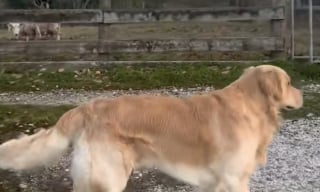 Illustration de l'article : Censé être un excellent gardien de moutons, ce Golden Retriever provoque l’hilarité en échouant à sa tâche avec brio (vidéo)