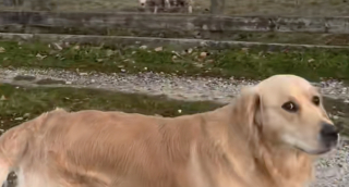 Illustration de l'article : Censé être un excellent gardien de moutons, ce Golden Retriever provoque l’hilarité en échouant à sa tâche avec brio (vidéo)