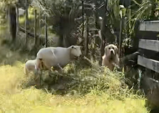 Illustration de l'article : Censé être un excellent gardien de moutons, ce Golden Retriever provoque l’hilarité en échouant à sa tâche avec brio (vidéo)
