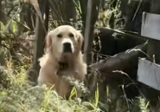 Illustration de l'article : Censé être un excellent gardien de moutons, ce Golden Retriever provoque l’hilarité en échouant à sa tâche avec brio (vidéo)