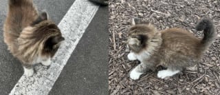 Illustration de l'article : Pendant sa pause déjeuner, un homme trouve un chaton sur le parking d'un restaurant et sait immédiatement qui appeler pour le protéger