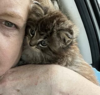 Illustration de l'article : Pendant sa pause déjeuner, un homme trouve un chaton sur le parking d'un restaurant et sait immédiatement qui appeler pour le protéger