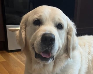 Illustration de l'article : Ce chien policier reconnu pour ses prouesses à plusieurs reprises affiche un sourire radieux lors de son dernier sauvetage 