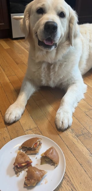 Illustration de l'article : Ce chien policier reconnu pour ses prouesses à plusieurs reprises affiche un sourire radieux lors de son dernier sauvetage 