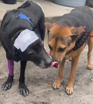 Illustration de l'article : Après avoir perdu son meilleur ami canin, ce chien reçoit un cadeau inestimable qui allège sa douleur