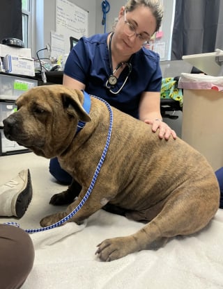 Illustration de l'article : "Il a l'air tellement plus heureux", obèse et endolori, un chien perd 20 kg avec l'aide des bénévoles