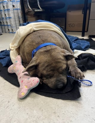 Illustration de l'article : "Il a l'air tellement plus heureux", obèse et endolori, un chien perd 20 kg avec l'aide des bénévoles