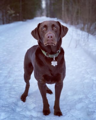 Illustration de l'article : Un chien s’enfuit dans un champ après un accident de voiture, puis sa famille découvre pourquoi il n’est pas rentré à la maison