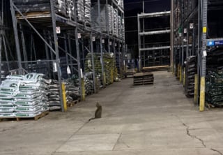 Illustration de l'article : "J’ai un pressentiment à propos de ce chat", intrigué par un miaulement, un employé de magasin comprend que cette chatte abandonnée l'avait choisi