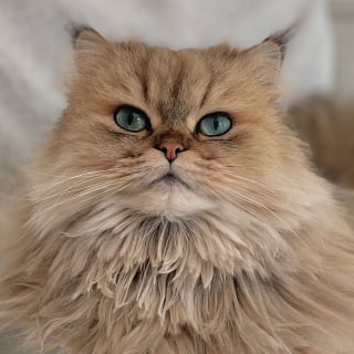 Illustration de l'article : Ce chat s’est trouvé une passion inattendue pour le circuit de train de son petit frère humain (vidéo)