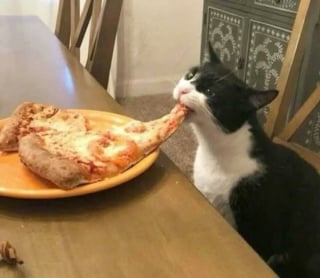 Illustration de l'article : 15 photos drôles de chats qui sont fidèles à leur réputation