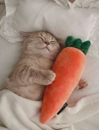 Illustration de l'article : 15 photos drôles de chats qui sont fidèles à leur réputation